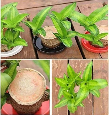 Brazilian Lucky Wood Mini Plant – Feng Shui Home & Office Decor, Indoor Air Purifying Greenery