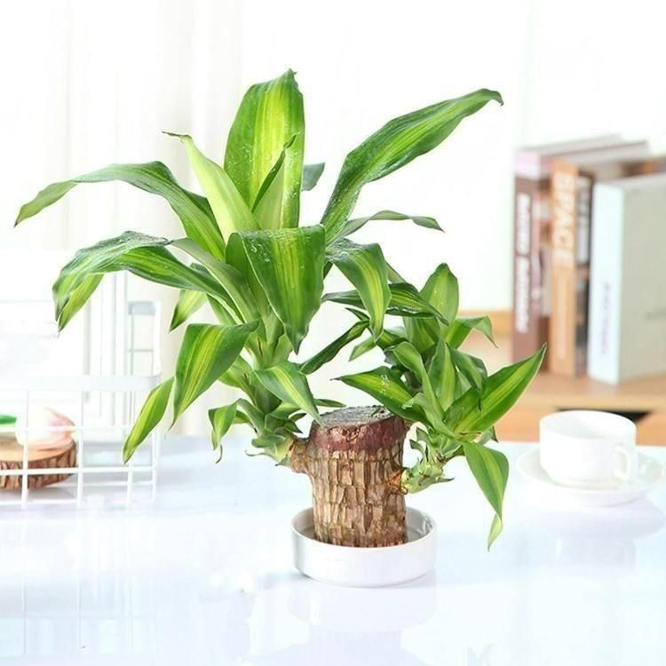 Brazilian Lucky Wood Mini Plant – Feng Shui Home & Office Decor, Indoor Air Purifying Greenery