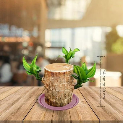 Brazilian Lucky Wood Mini Plant – Feng Shui Home & Office Decor, Indoor Air Purifying Greenery