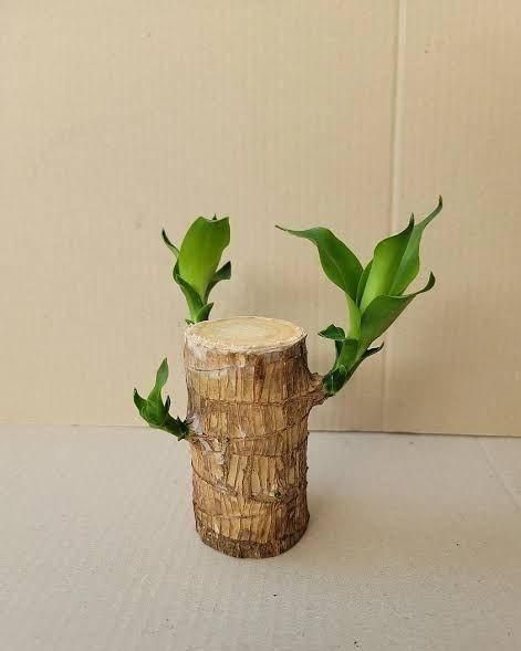 Brazilian Lucky Wood Mini Plant – Feng Shui Home & Office Decor, Indoor Air Purifying Greenery